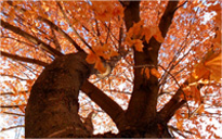 短信轰机轰炸app下载安卓手机