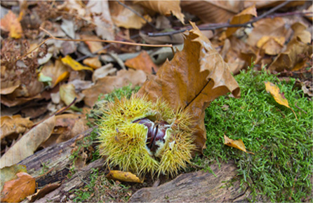 有没有直充的在线永久免费轰炸电话